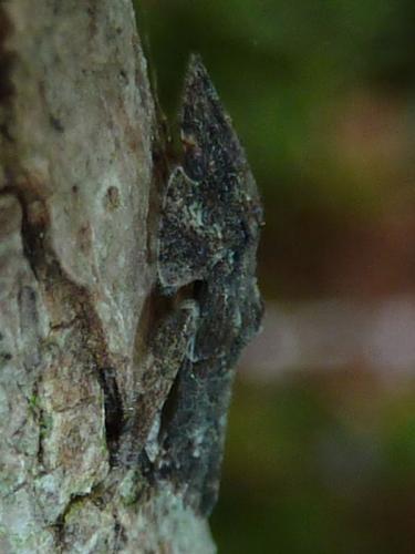 Ledra aurita